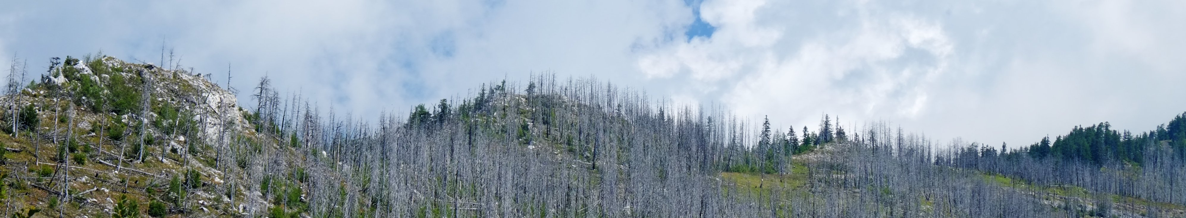 abgestorbener Gebirgswald nach einem Waldbrand
