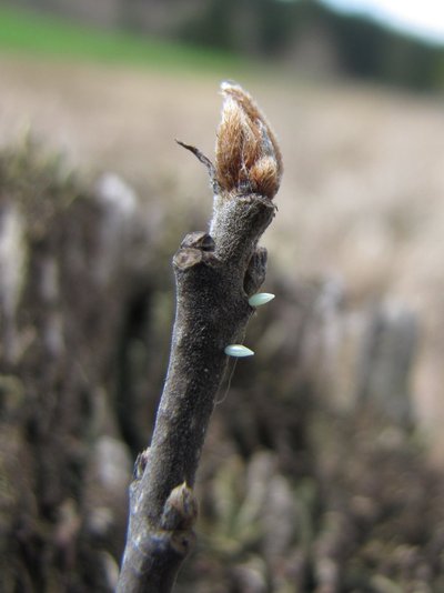 Einzeln abgelegte Eier an einem kahlen Zweig