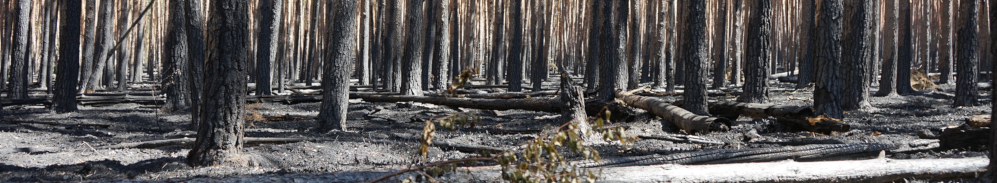 Wald nach Waldbrand