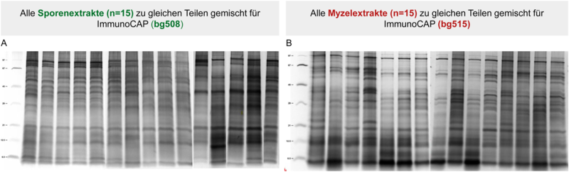 Abb. 2 SDS-Silbergele der einzelnen Sporenextrakte (A) und Myzelextrakte (B) von C. corticale für die Herstellung von IgG-Testtools.