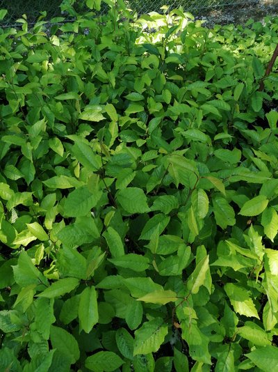 Ansicht von Vogelkirschen-Jungpflanzen