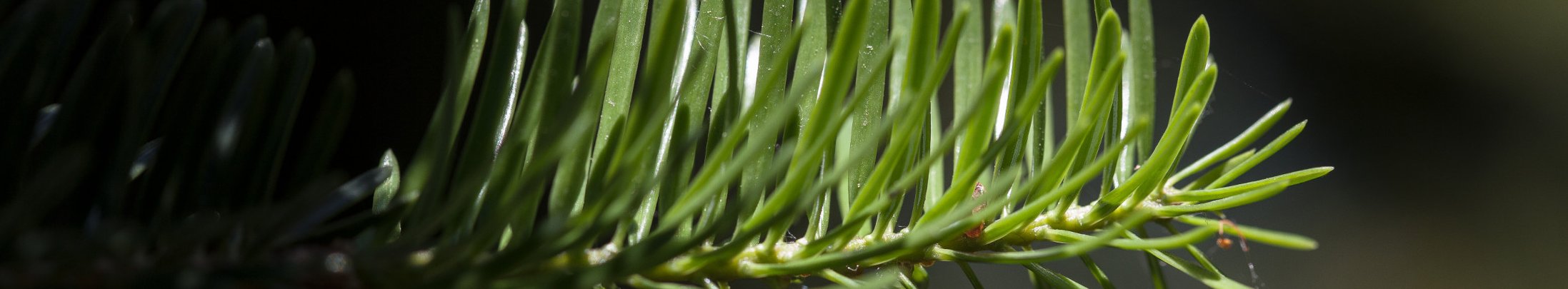 Nahaufnahme Weißtannennadeln