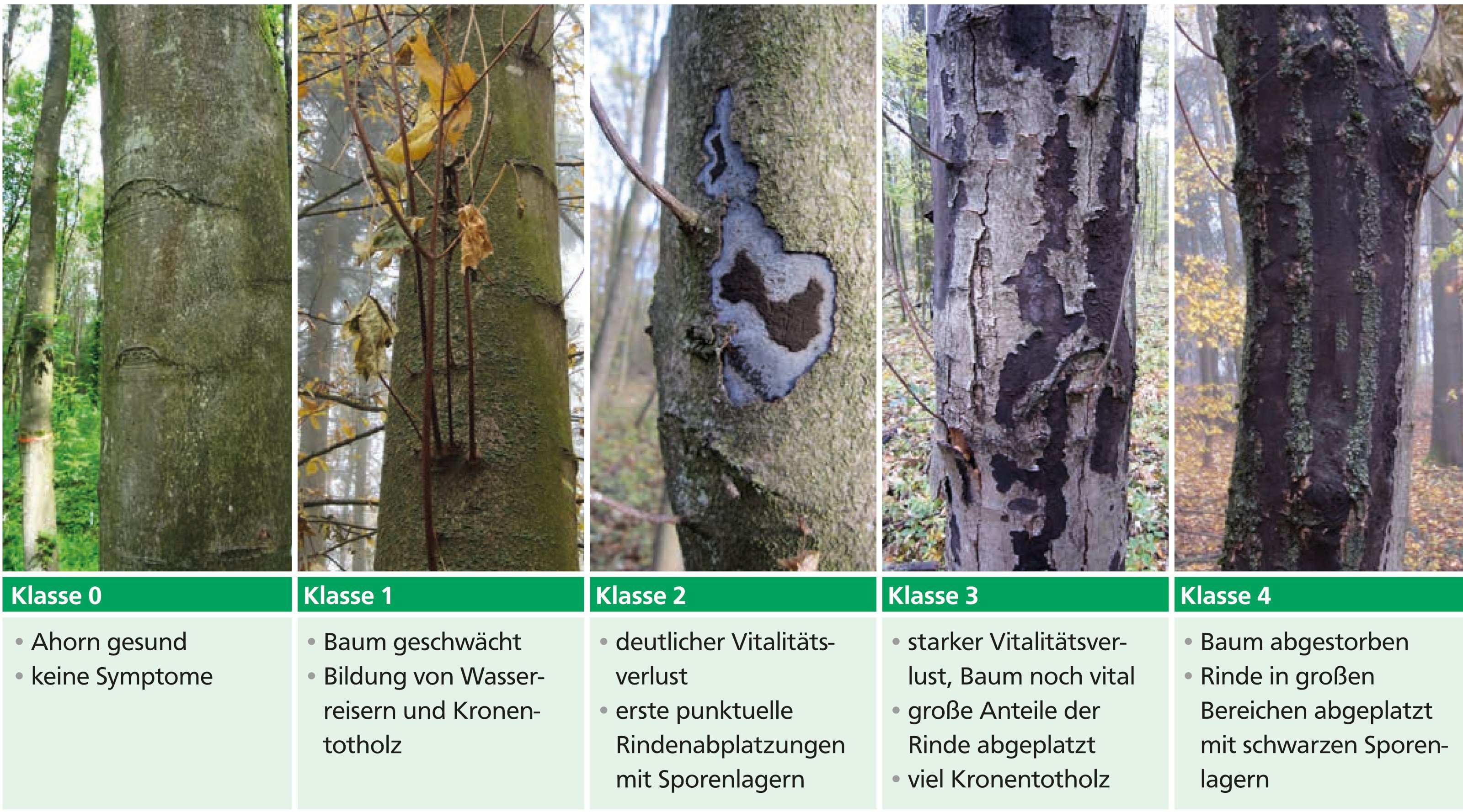 Ahorn Krankheiten Bilder