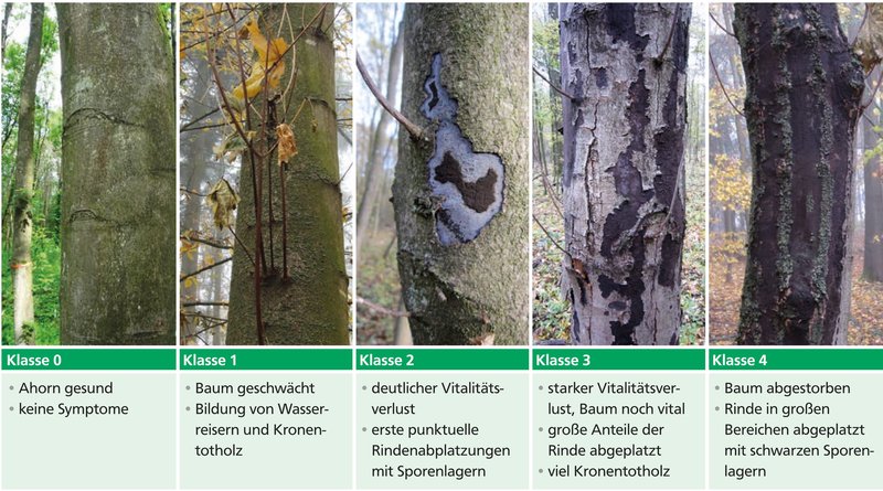 Mehrere Bilder mit unterschiedlicher Schädigung der Bäume