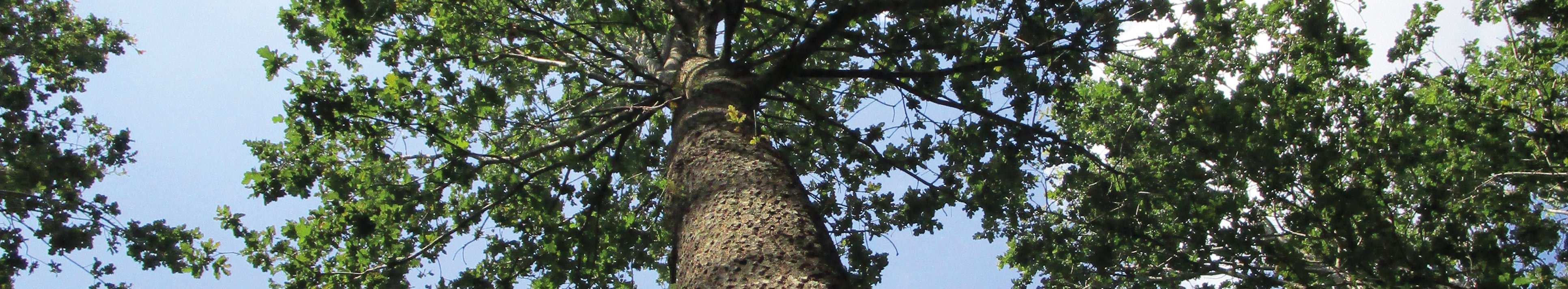 freigestellte Krone mit geradem Schaft 