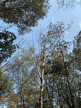 Intakte Laubholzkronen neben einer abgestorbenen Krone nach dem Waldbrand – die unterschiedliche Reaktion der Bäume verdeutlicht artspezifische und strukturelle Unterschiede in der Brandresilienz.