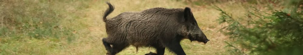 Wildschwein auf Waldweg