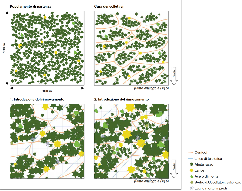 Creando una struttura a collettivi nel bosco giovane