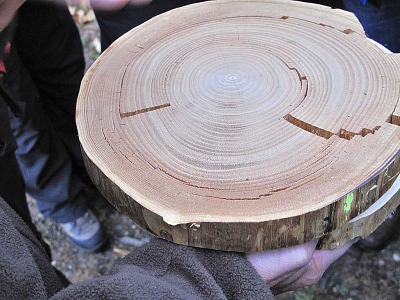 Holz der Edelkastanie mit Ringschäle
