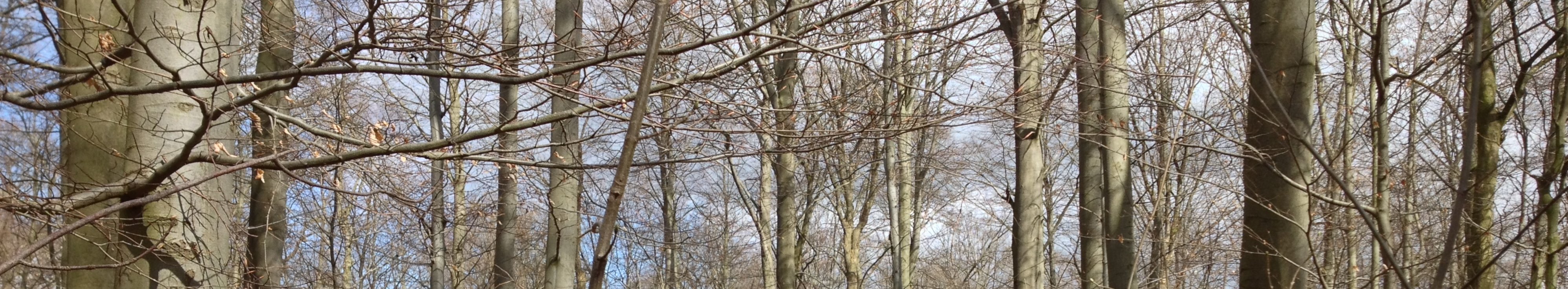 Laubwaldbestand Bergahorn