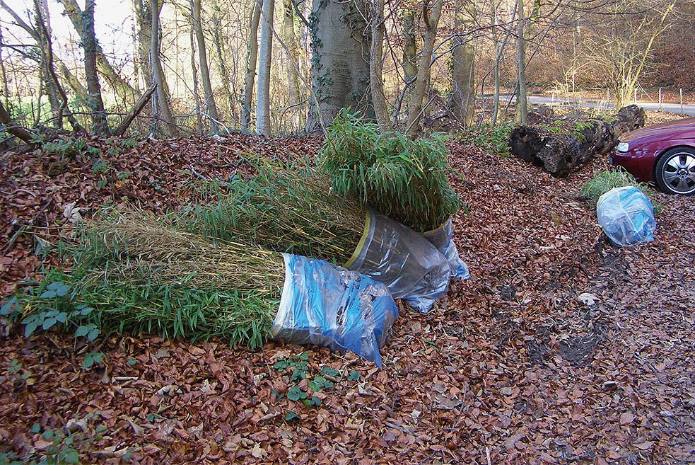 Discarica abusiva di rifiuti verdi nel bosco