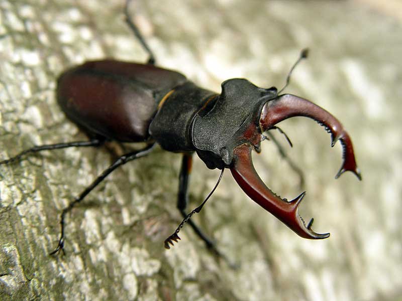 Hirschkäfer – was wir über sie wissen - waldwissen.net