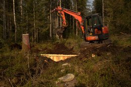 Bagger mit Raupenfahrwerk arbeitet in einem Fichtenwald an einer hölzernen Stauvorrichtung; im Vordergrund sind Baumstümpfe und aufgewühlter Waldboden zu sehen.