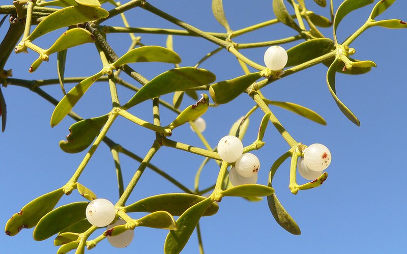 Branche de gui avec baies blanches