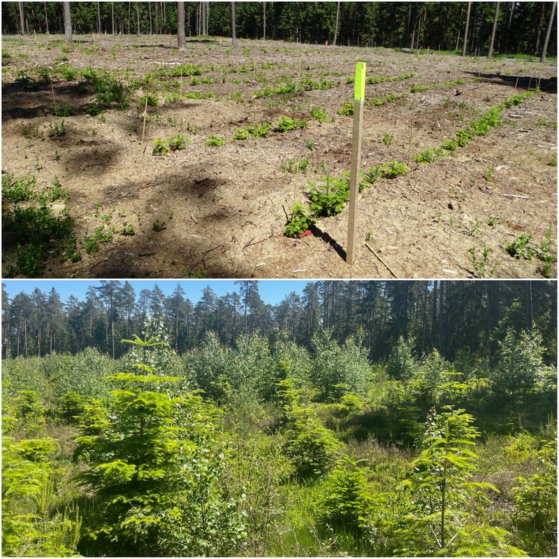 Versuchsfläche Muckenreuth/Bamberg (oben: im Anlagejahr; unten: nach 7 Jahren)