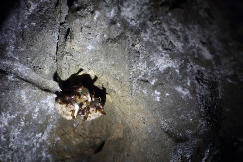 In Winterquartieren hängen Fledermäuse teils dicht beieinander, mitunter auch in gemischten Artengruppen, während andere Individuen einzeln anzutreffen sind.