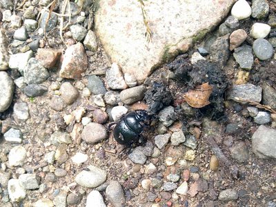 Mistkäfer (Geotrupidae) helfen dabei, dass aus Tierkot wieder Waldboden wird. Das schaffen sie, indem sie den Kot für ihre Brut zerteilen.