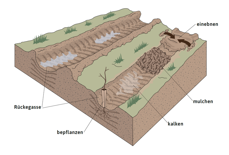 Maßnahmen zur Regeneration von Rückegassen: Spurgleise einebnen, mulchen, kalken und bepflanzen.