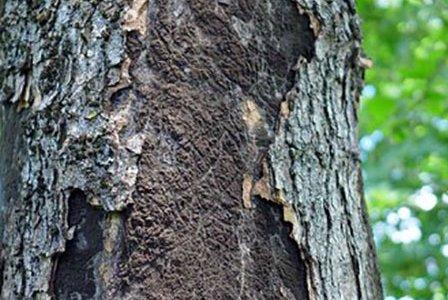 Ahorn-Rußrindenkrankheit – Pathogen