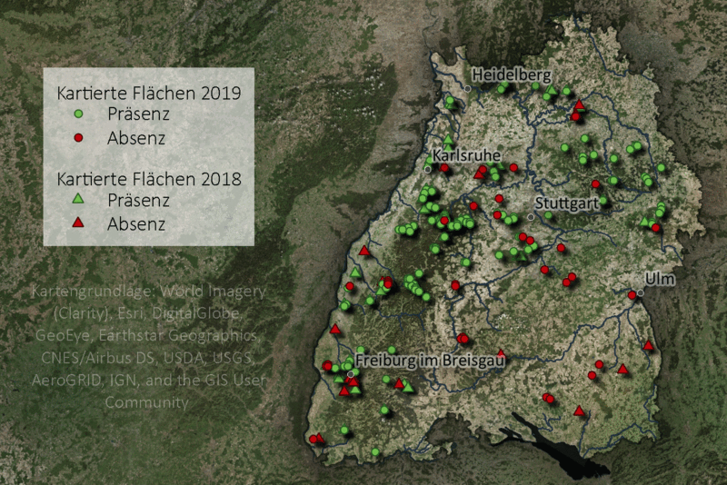 Mit Hilfe ehrenamtlicher Teilnehmer konnten 2018 und 2019 an 76 respektive 158 Standorten in Baden-Württemberg Waldschnepfen kartiert werden.