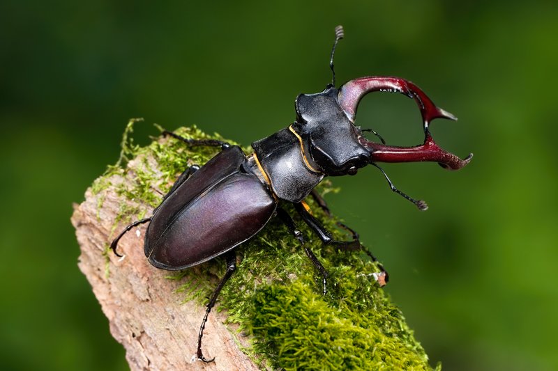 großer brauner Käfer mit geweih