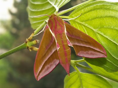 Falter mit  rosa Färbung, weißen Beinen und Fühlern