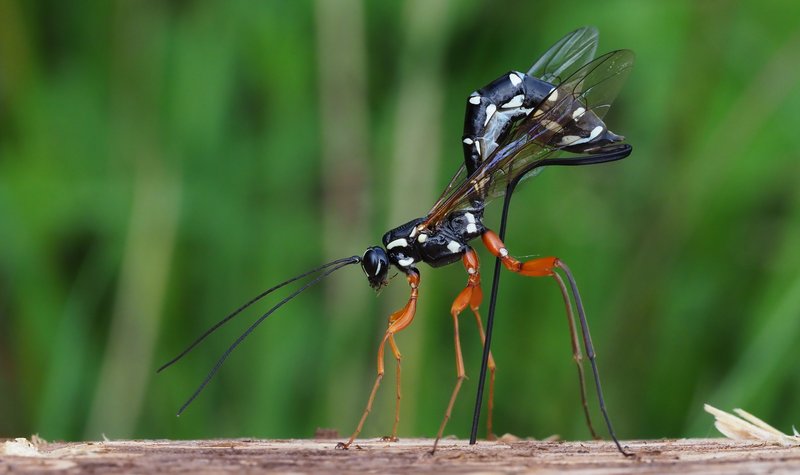 weitestgehend schwarze Wespe mit langem Hinterleib