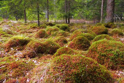 Spruce-bog woodland with peat moss mounds
