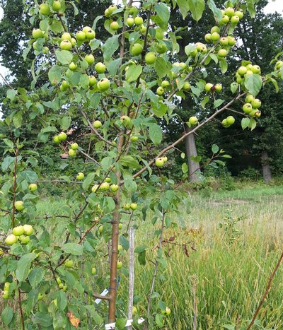 Wildapfel-Pfropfling