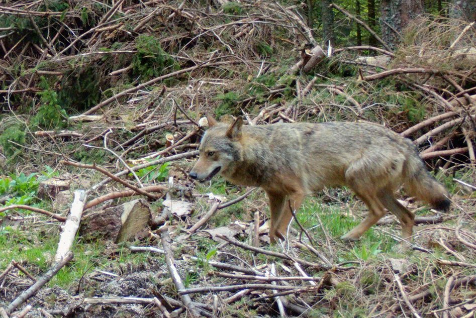 Wolf im Wald