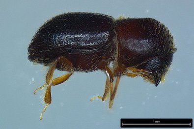 Ambrosiakäfer von der Seite