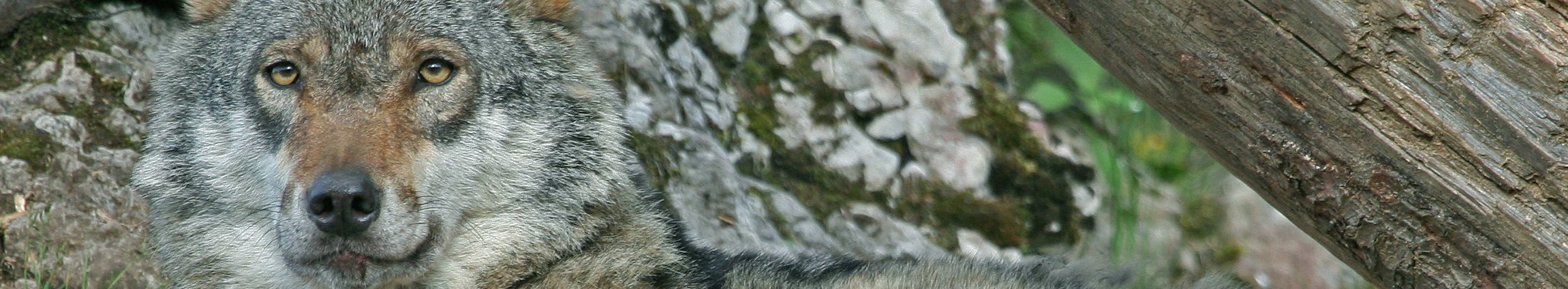 Loup