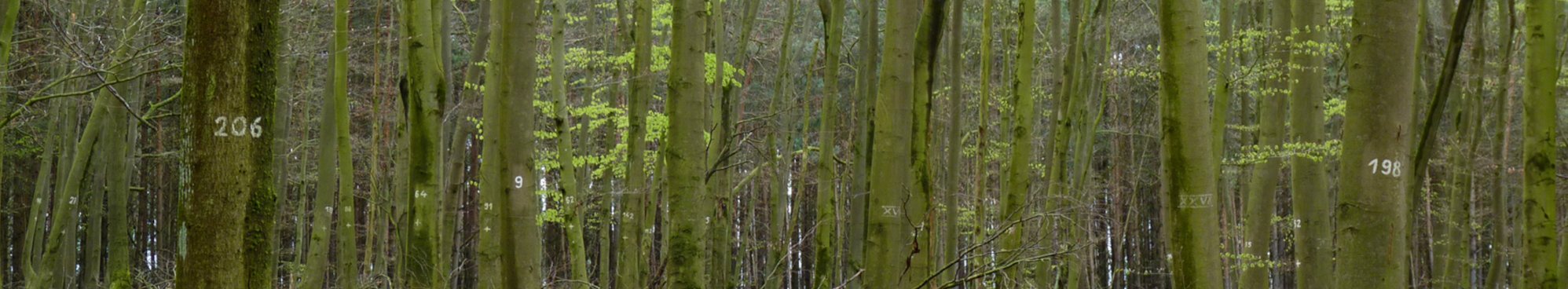 Laubwald