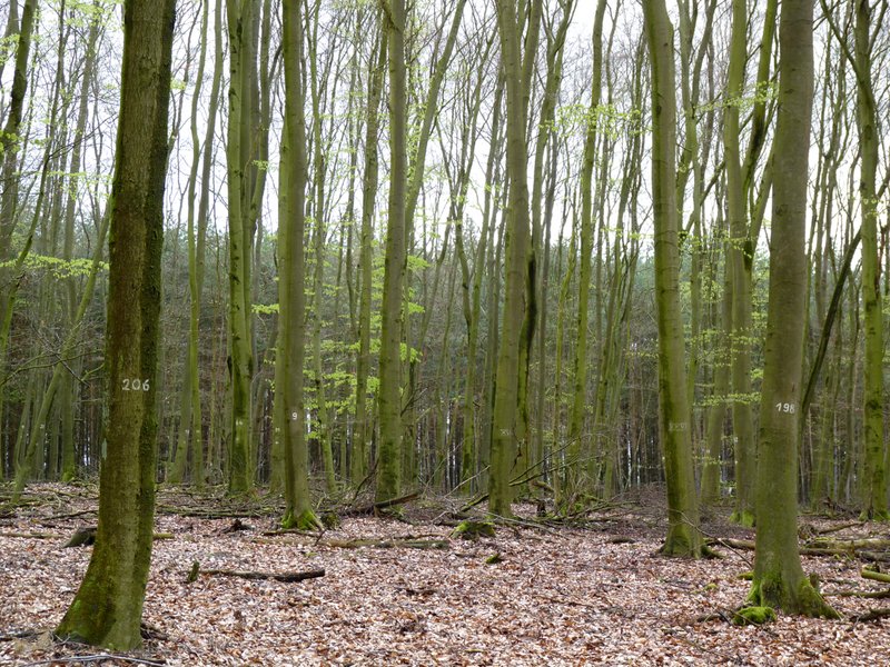 Laubwald