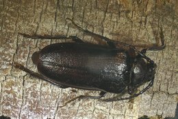 dunkelbrauner länglicher Käfer