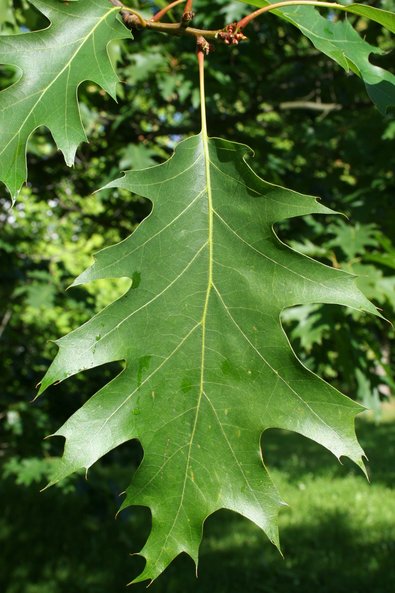 grün leuchtende zackige Blätter