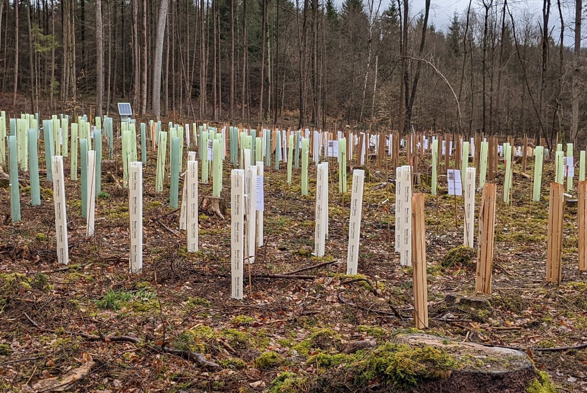 Fläche mit verschiedenen Wuchshüllen