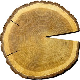 slice through the cross section of the oak 