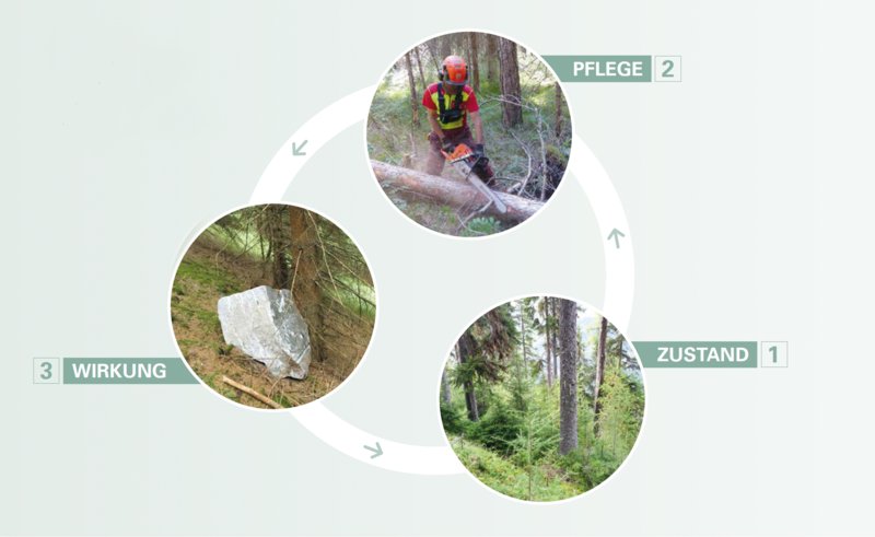Kreislauf der Waldbewirtschaftung nach NAIS