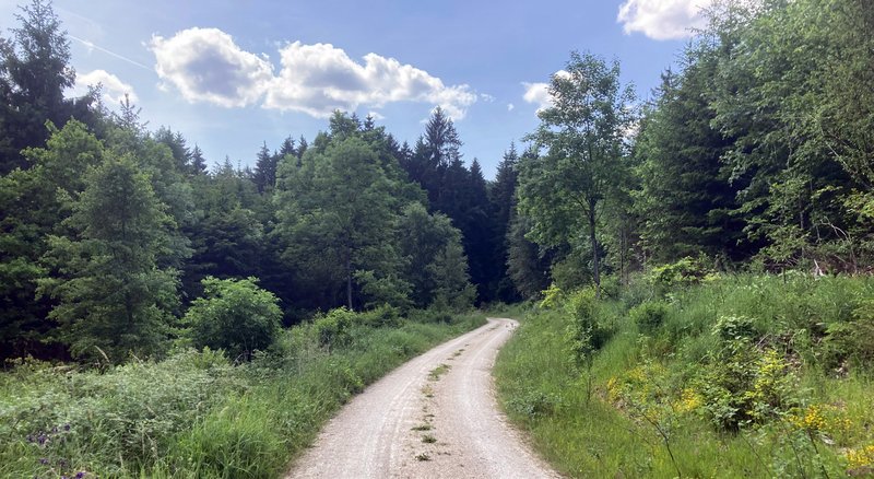 Waldrandgestaltung bei Flächenrotation - Bespielfläche aus Bayern.