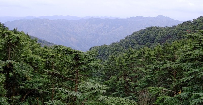 closed coniferous forest in a mountainous region