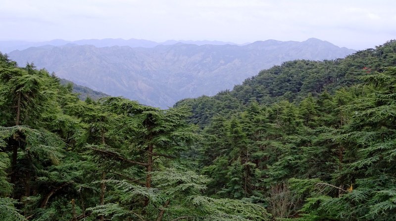 geschlossener Nadelholzwald in einer bergigen Region