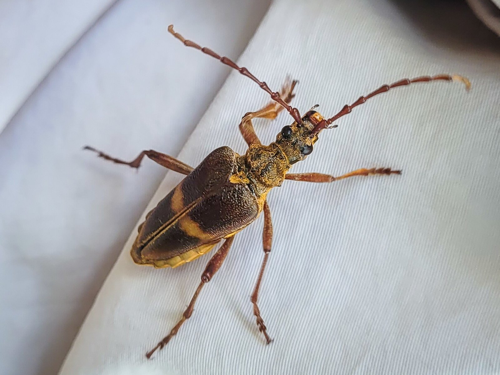 Bockkäfer In Der Wohnung