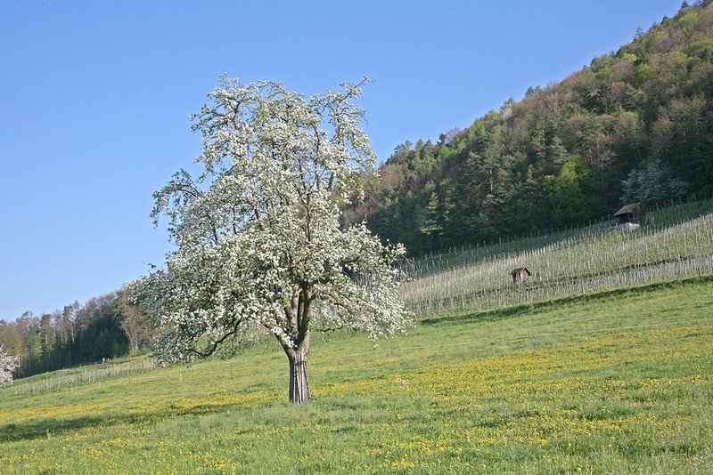 Obstbaum