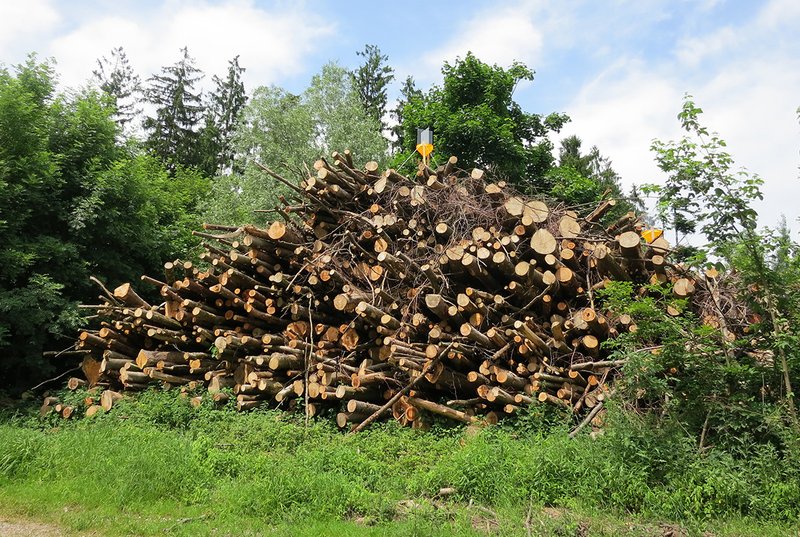 energy wood pile