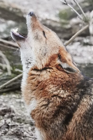 heulender Goldschakal