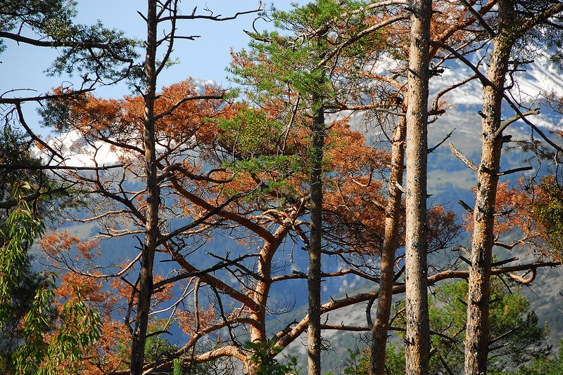 abgestorbene Föhren im Pfynwald