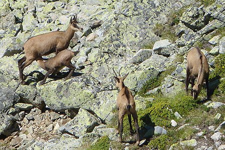 Steinböcke wandern in die Höhe