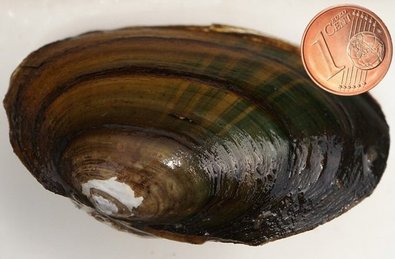 Bachmuschel (Unio crassus)