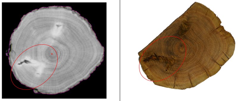 Abb. 2: Vergleich zwischen CT-Scan (links) und Astausprägung (rechts) am selben Objekt. Holzart: Eiche, Projekt: Eichensysteme.